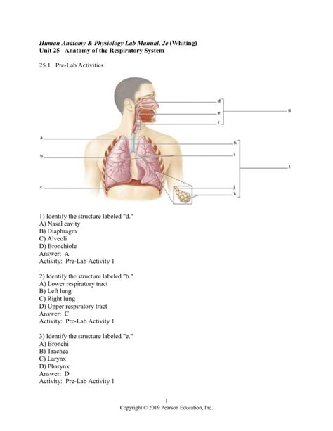 Review Sheet Anatomy Of Respiratory System