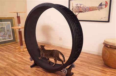 🙀 everyone said i was fat. One Fast Cat: A Hamster Exercise Wheel For Cats | Bored Panda