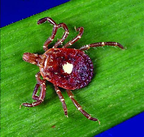 ‘aggressive Lone Star Tick Invades Cny Raising Fears Of New Diseases
