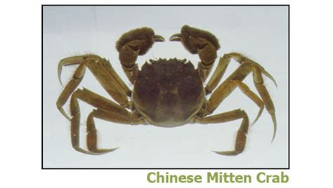Chinese Mitten Crab