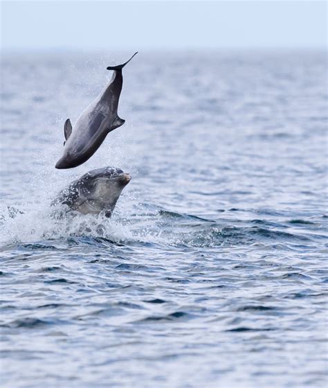 Sea Watch Foundation Dolphin Attacks On Moray Firth Harbour Porpoises
