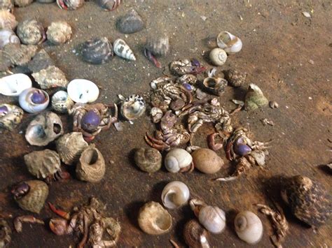 Exposed Live Hermit Crabs Shells Crushed Hundreds Dead At Pet Trade