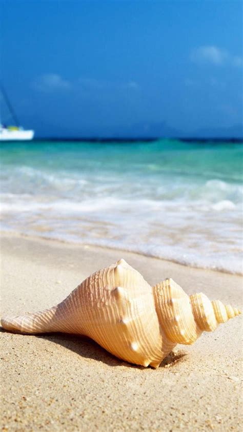 Pin By Shannon Hammel On Beaches And Seashells Sea Shells Shells And
