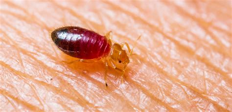 How To Protect From Bed Bugs Hanaposy