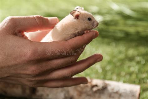 Woman With Cute Little Hamster Outdoors Closeup Space For Text Stock
