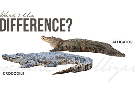 Difference Between Crocodiles And Alligators Thomson Safaris