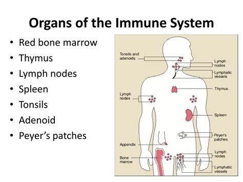 Ppt Infectious Diseases And The Immune System Powerpoint Presentation