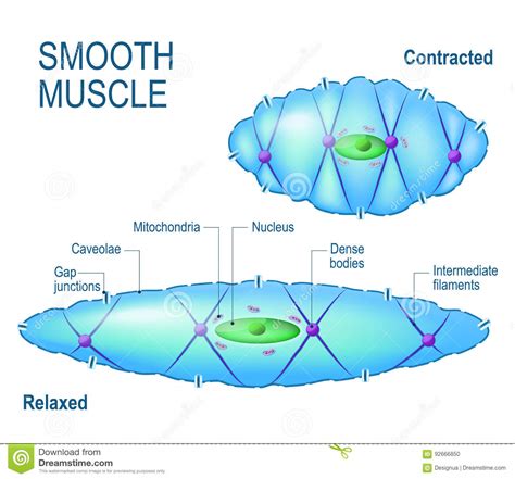 Smooth muscles are involved in many. Smooth muscle cell. stock vector. Illustration of motor ...
