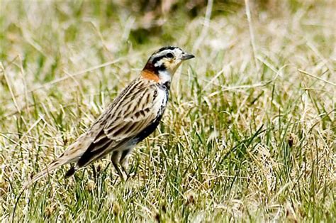 About Fm Area Birding Locations Audubon Dakota