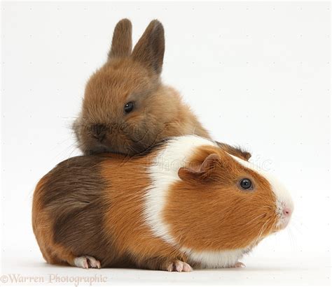 Pets Baby Rabbit And Guinea Pig Photo Wp31942