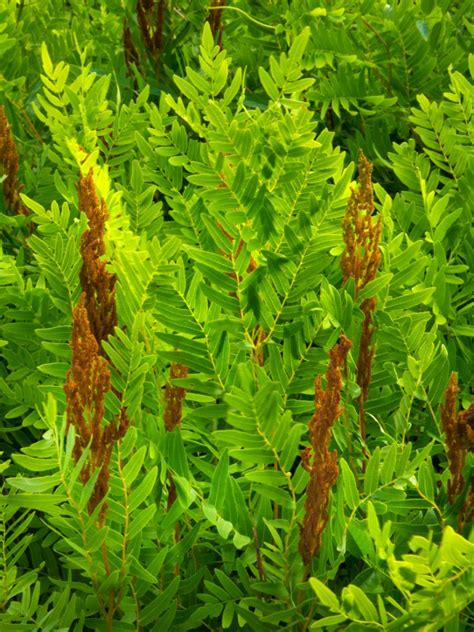 Join dave's garden to share your own gardening knowledge. Growing A Royal Fern Plant: Care Of Royal Ferns In The Garden