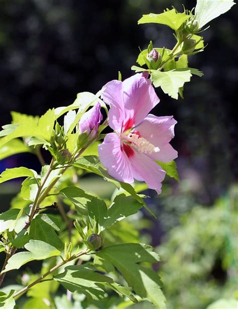 Rose Sharon Of Free Photo On Pixabay Pixabay