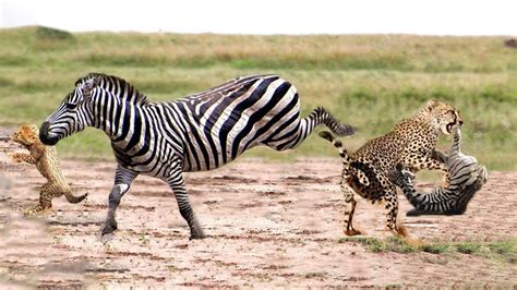 Cheetah Vs Zebra Mother Cheetah Take Down Baby Zebra To