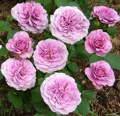 Rose Lavender Ice Floribunda Rose Garden Plants