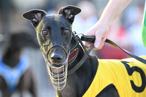 Racing - Sale Greyhound Club