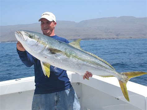 Book a yellowtail fishing charter with double threat guides. Catching Island Yellowtail | FISHTRACK.COM