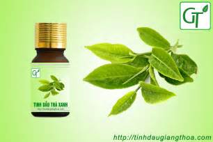 Bột trà xanh hiện nay rất phổ biến tại việt nam, được sử dụng để làm bánh, pha uống và được chị tuy nhiên, vẫn còn nhiều người tiêu dùng còn thắc mắc bột trà xanh có tốt không, bột trà xanh đắp. tinh-dau-tra-xanh