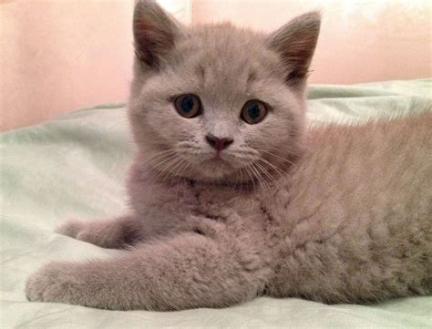 Baby British shorthair | British shorthair cats, British shorthair kittens, British shorthair