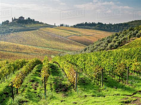 Europe Italy Tuscany Rows Of Vines And Olive Groves Carpet The