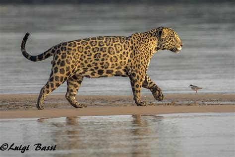 Giaguaro Del Pantanal JuzaPhoto