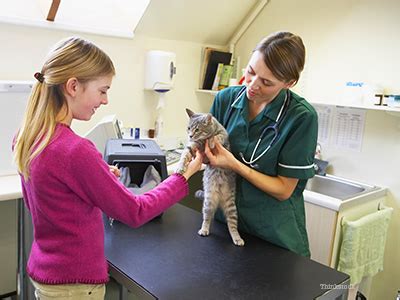 I would recommend the vet's best flea. A Thorough Cat Checkup: What to Expect and How You Can Help