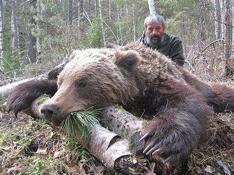 Siberian Brown Bear Profihunt Profihunt