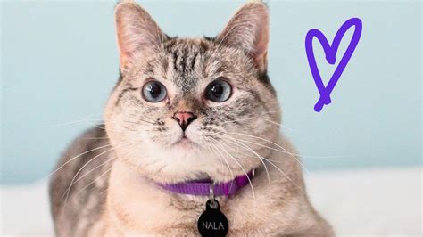 Who Is Nala Cat Meet Instagrams Feline Sensation