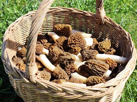 A Beginners Guide To Safe Wild Mushroom Foraging