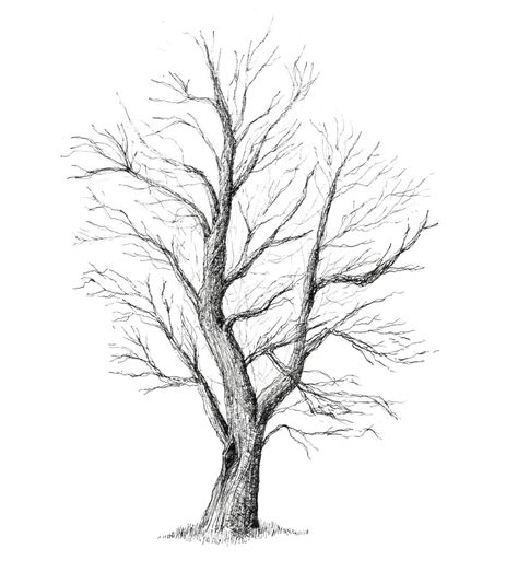 Trees Drawing Tutorials Art And Architecture