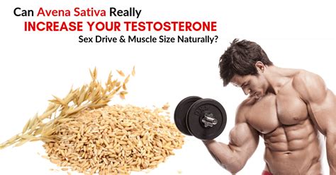 Can Avena Sativa Really Increase Your Testosterone Sex Drive And Muscle