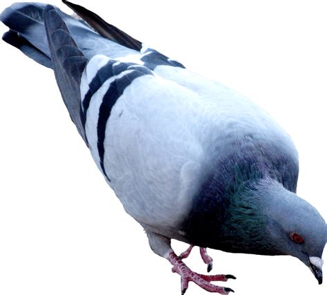 Street Pigeon Png Image Purepng Free Transparent Cc0 Png Image Library