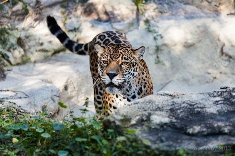 We did not find results for: jaguar, Wild, Cat Wallpapers HD / Desktop and Mobile ...