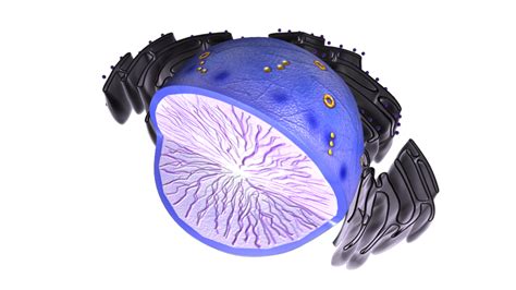 Mitochondria 3d Models Download Free3d