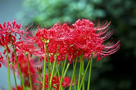 How To Grow And Care For Red Spider Lily