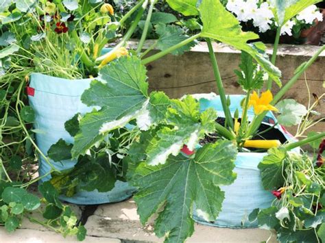 Zucchini And Squash Are Great Candidates For Containers As Well Try