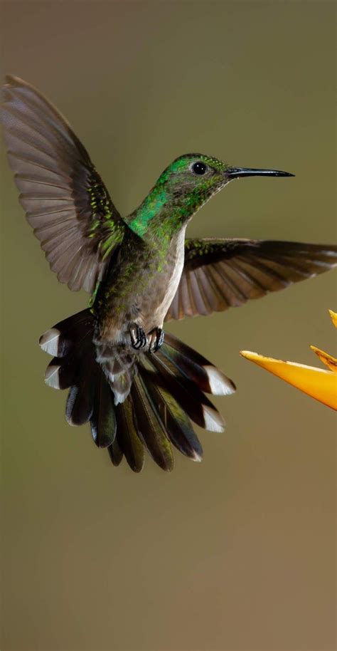 About Wild Animals Hummingbird Captured In Flight Mode Hummingbirds
