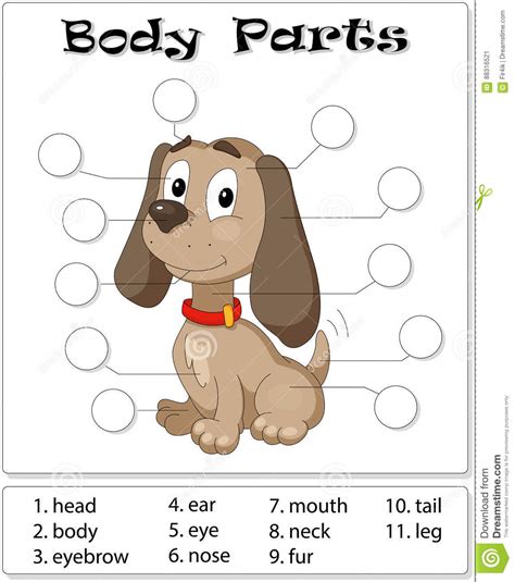 If the topic of conversation turns to dogs, you are going to need to know how to recognise the names of the parts. Dog body parts stock vector. Illustration of english ...