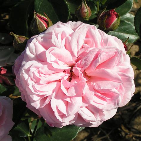 Octavia Hill Shrub Rose Quality Roses Direct From Grower