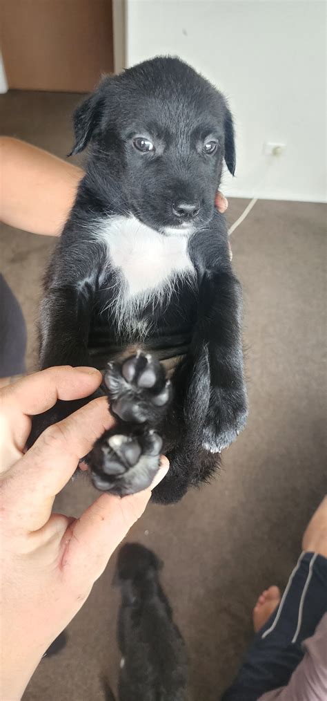 Cross breed puppies for sale 3x avaliable 2 male 1 female 8 weeks old