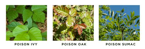 Poisonous Plants To Avoid In The Garden Mercy Health Blog