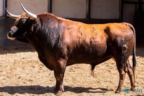 Top 10 Toros Más Bravos Por La Asociación El Toro De Madrid Ii Asociación El Toro De Madrid