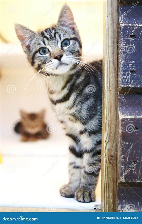 Beautiful Grey Kitten Looking Around A Corner Stock Photo Image Of