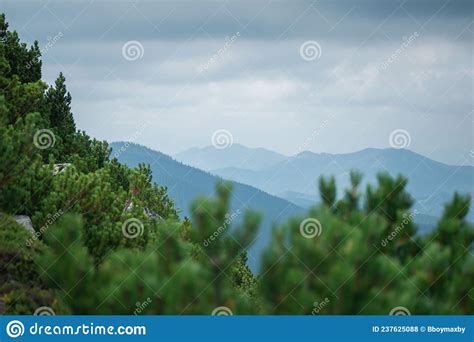 Mountains Fog Forests Valleys Carpathians Mountains Covered With