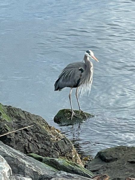 Scene In Edmonds Waterfront Heron My Edmonds News