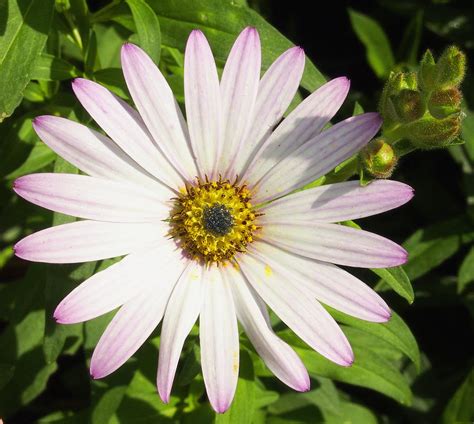 Flower White And Purple Colorado Mountain Daisy Photograph