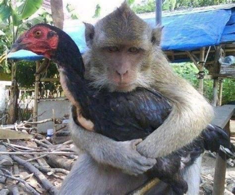 Gambar Unik Lucu dan Aneh banget | Terbaru | GambarGambar.co