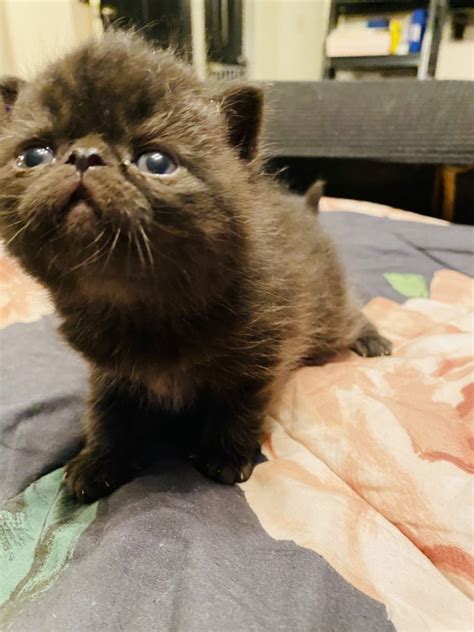 Exotic Shorthair Cats For Sale Lebanon Pa 434822