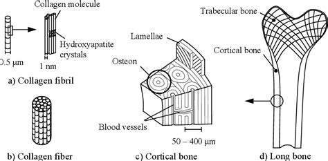 Figure 1 From A Study Of Cortical Bone Microdamage And Crack Morphology