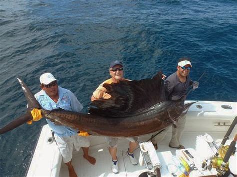 Giant Sailfish Caught In Guatemala December 2013 Fishing Reports