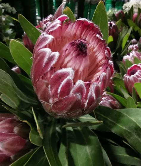 Protea Pink Ice Protea Proteas And Leucadendrons Flowers By